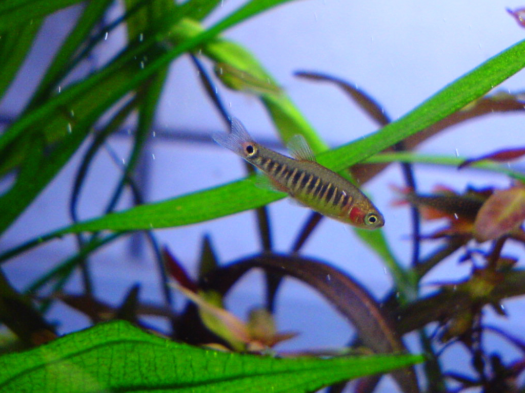 Microrasbora à bandes turquoise (Rasbora nain émeraude) (Celestichthys erythromicron)