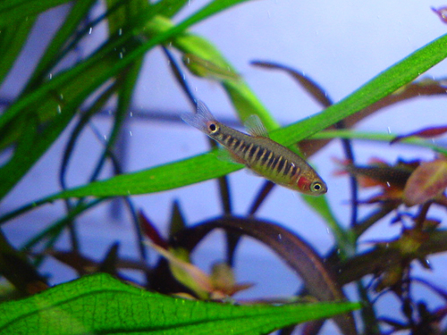 Danio erythromicron