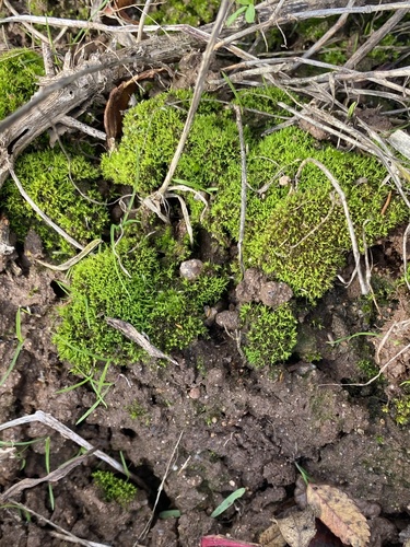 Weissia brachycarpa observed 2025-11-19