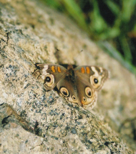 Photo of Gray Buckeye (Junonia grisea)