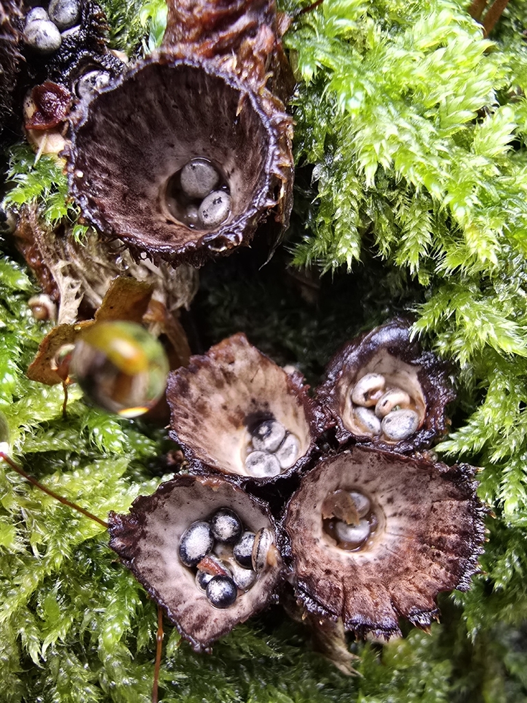 Cyathus striatus · November 2025 · photo: © paulanimigean (iNaturalist, cc-by)