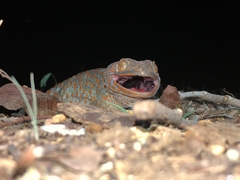 Gekko gecko