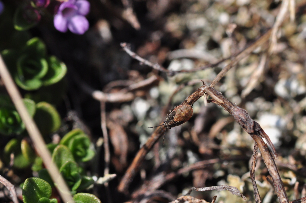 Nysius groenlandicus