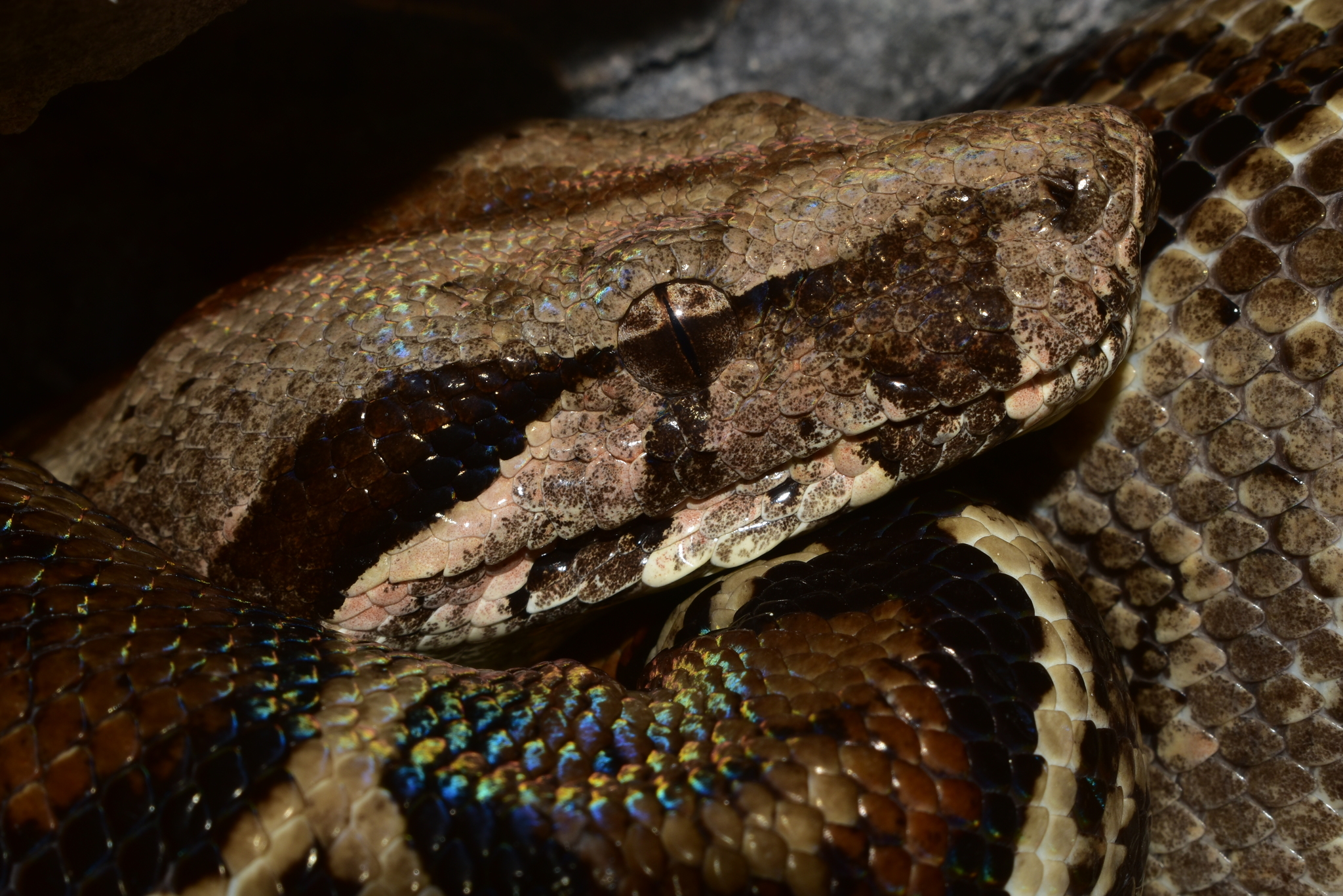 Boa Constrictor (Boa constrictor) · iNaturalist