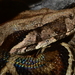 Central American Boa - Photo (c) D. Valencia, some rights reserved (CC BY-NC)