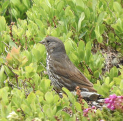 Passerella iliaca olivacea