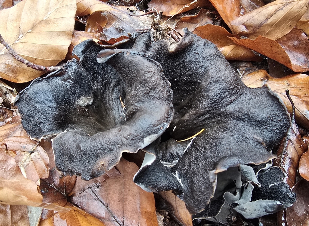 Craterellus cornucopioides · November 2025 · photo: © paulanimigean (iNaturalist, cc-by)