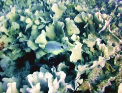 Hypoplectrus unicolor