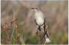 Mimus gundlachii