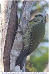 Xiphidiopicus percussus