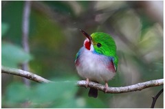 Todus multicolor