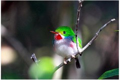 Todus multicolor