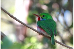 Todus multicolor
