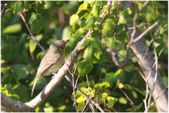 Vireo gundlachii