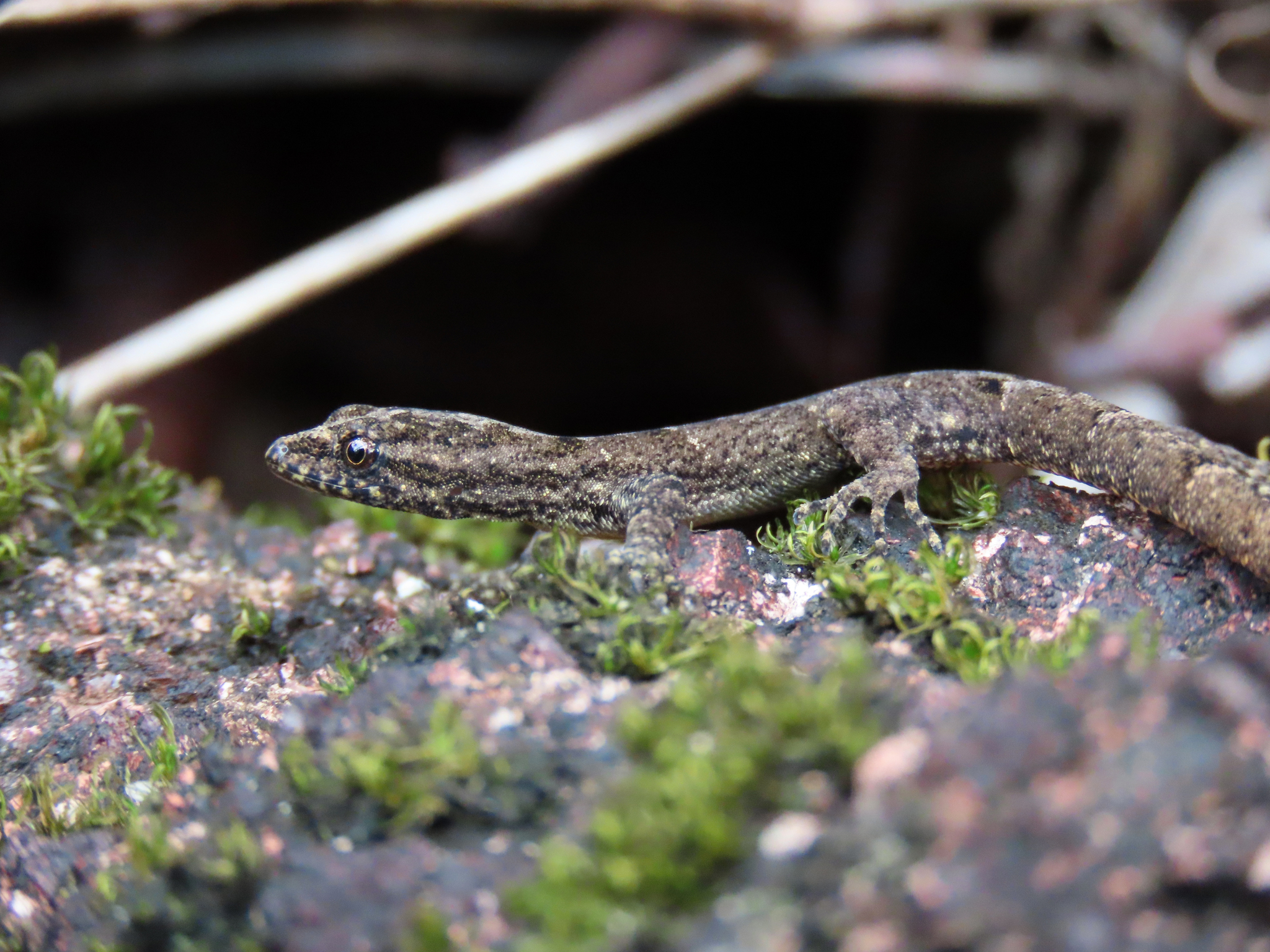 South American Gecko photo 7