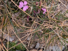 Dianthus microlepis, photograph (c) Marios Thoma, some rights reserved (CC BY)