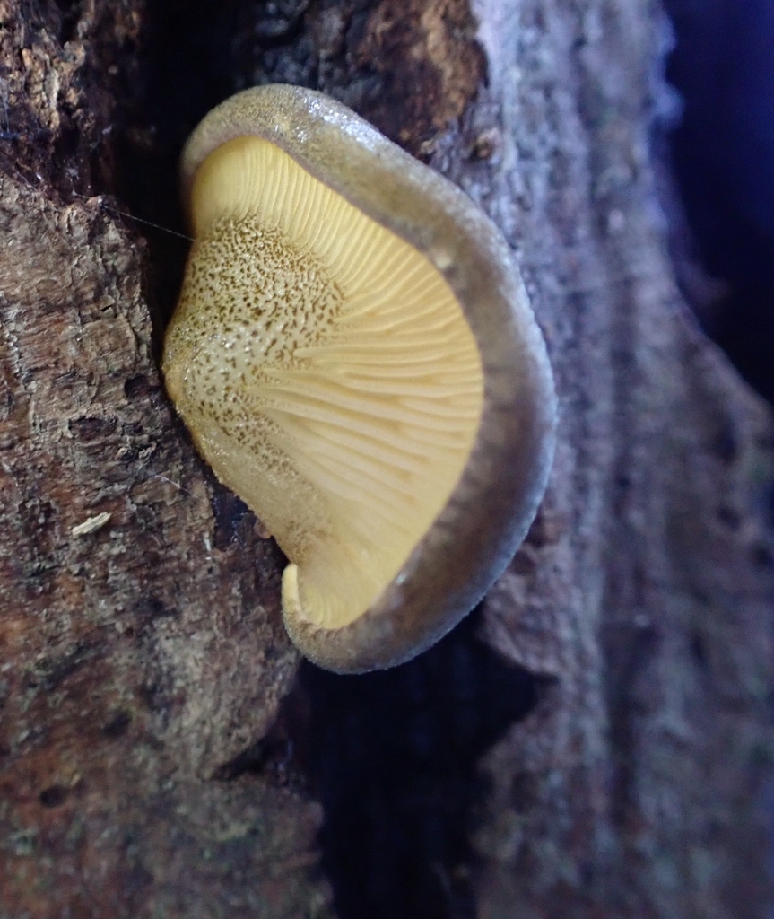 Sarcomyxa serotina · November 2025 · photo: © fungiary (iNaturalist, cc0)