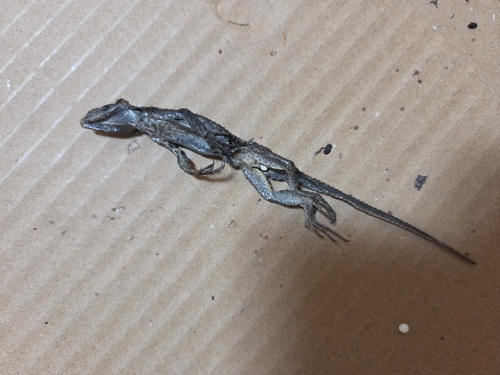 iNaturalist observation photo of Western Fence Lizard