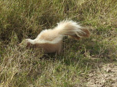 Striped Skunk photo 3