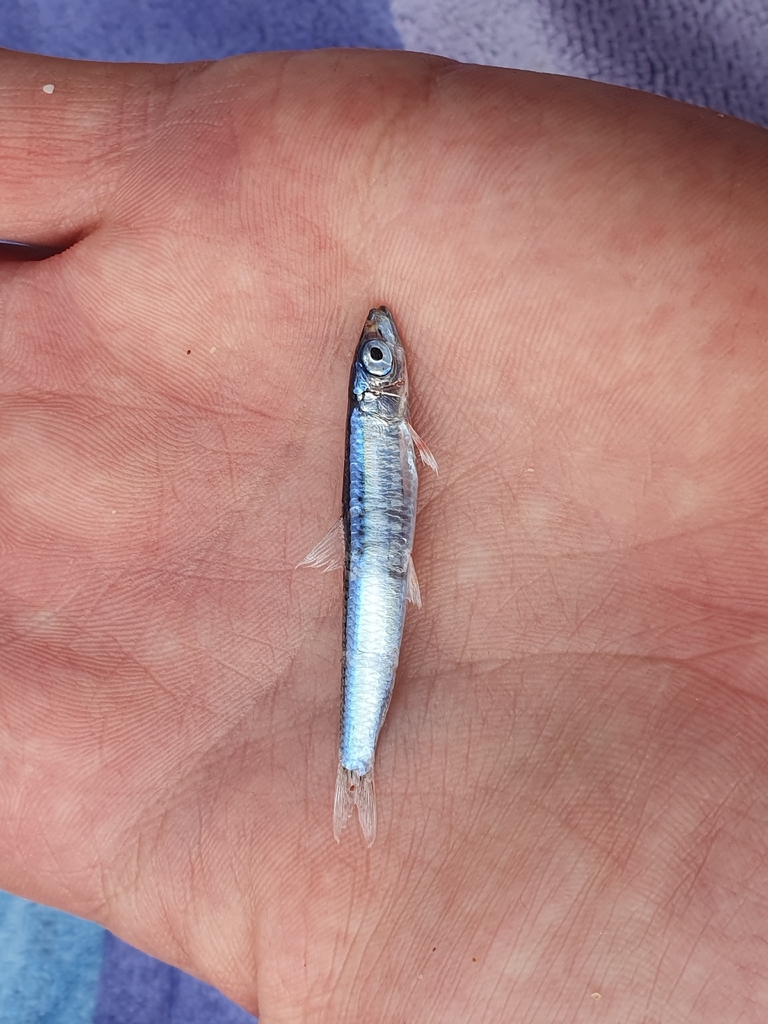 Aol (Spratelloides delicatulus) — Clupeidae