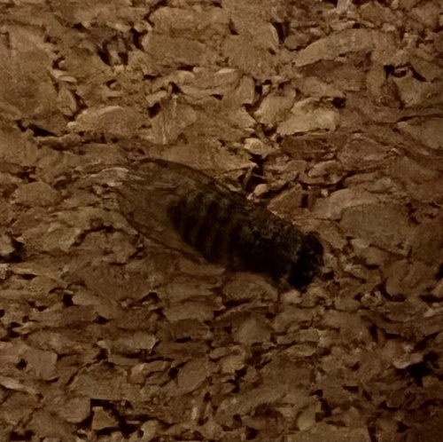 Unknown species found near Van Saun County Park, Paramus, NJ, US