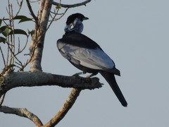 Gymnoderus foetidus