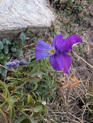 (c) Marios Thoma, some rights reserved (CC BY) Viola dacica, photograph (c) Marios Thoma, some rights reserved (CC BY)