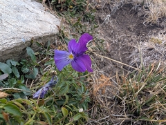 Viola dacica, photograph (c) Marios Thoma, some rights reserved (CC BY)