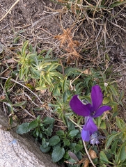 (c) Marios Thoma, some rights reserved (CC BY) Viola dacica, photograph (c) Marios Thoma, some rights reserved (CC BY)