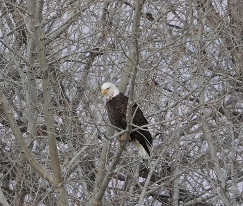 Bald Eagle photographed in Nebraska