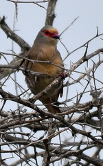 Urocolius indicus transvaalensis