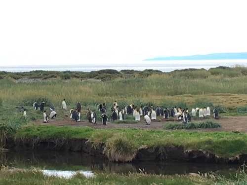King Penguin