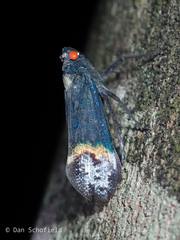 Penthicodes farinosus