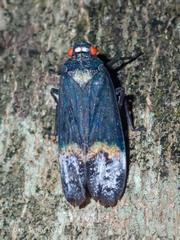 Penthicodes farinosus