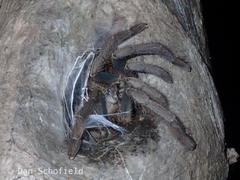 Lampropelma carpenteri