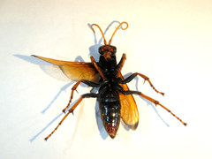 Cryptocheilus australis