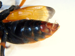 Cryptocheilus australis