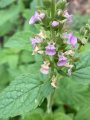 Teucrium vesicarium