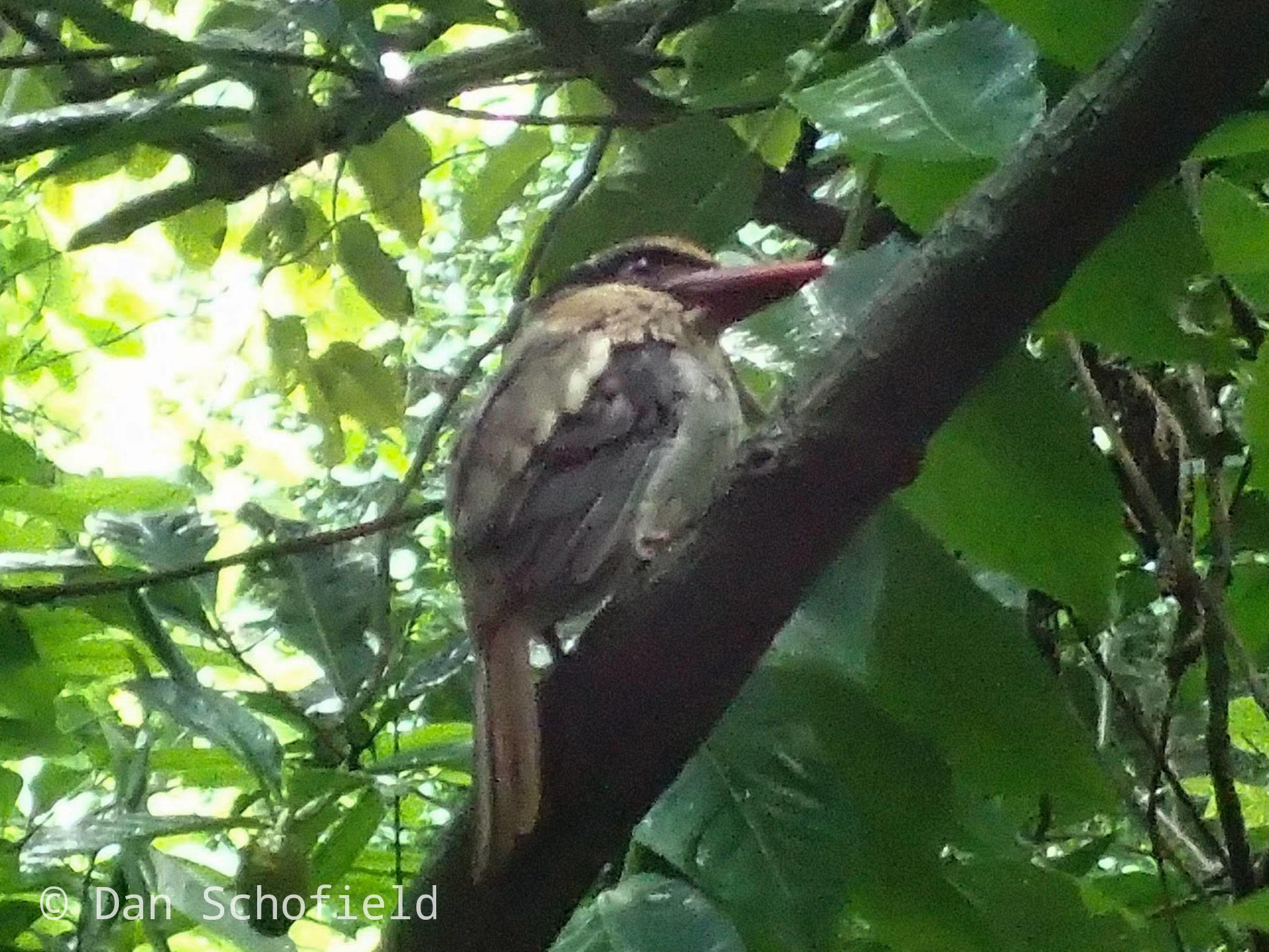 Sulawesi Lilac Kingfisher illustration