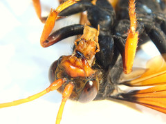 Cryptocheilus australis