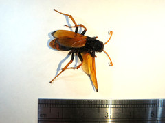 Cryptocheilus australis