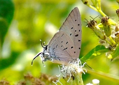 Pseudolycaena damo