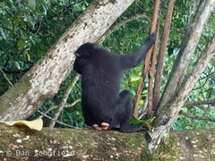 Macaca nigra