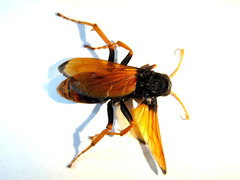 Cryptocheilus australis