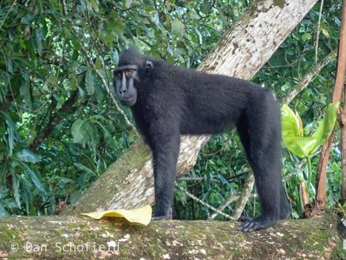 Celebes Crested Macaque