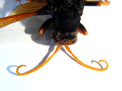 Cryptocheilus australis