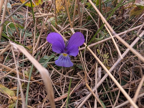 Viola dacica, photograph 1