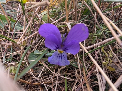 Viola dacica (Viola dacica)