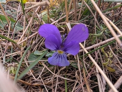 Viola dacica