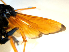 Cryptocheilus australis
